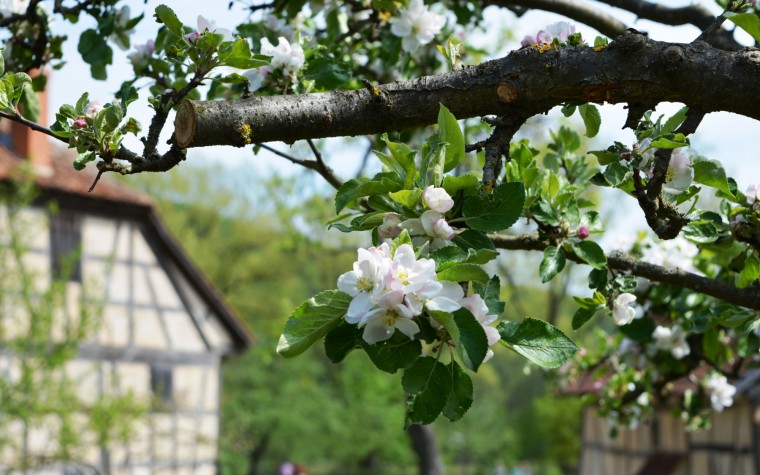 Unsere Streuobstsorten zeigen im Fr&uuml;hjahr ihre sch&ouml;nen Bl&uuml;ten