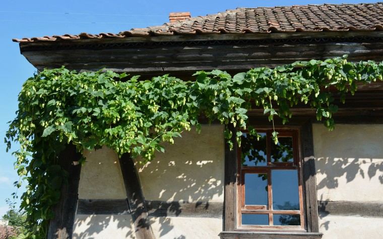 Hopfen ziert unser Gemeindebrauhaus