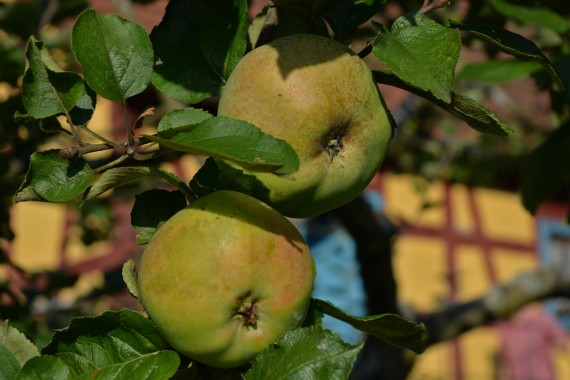 Detailaufnahme von zwei Äpfeln am Baum