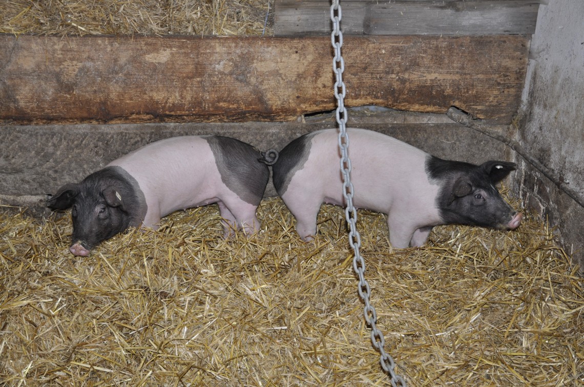 SchwäbischHällisches Landschwein Fränkisches Freilandmuseum Fladungen mit dem RhönZügle