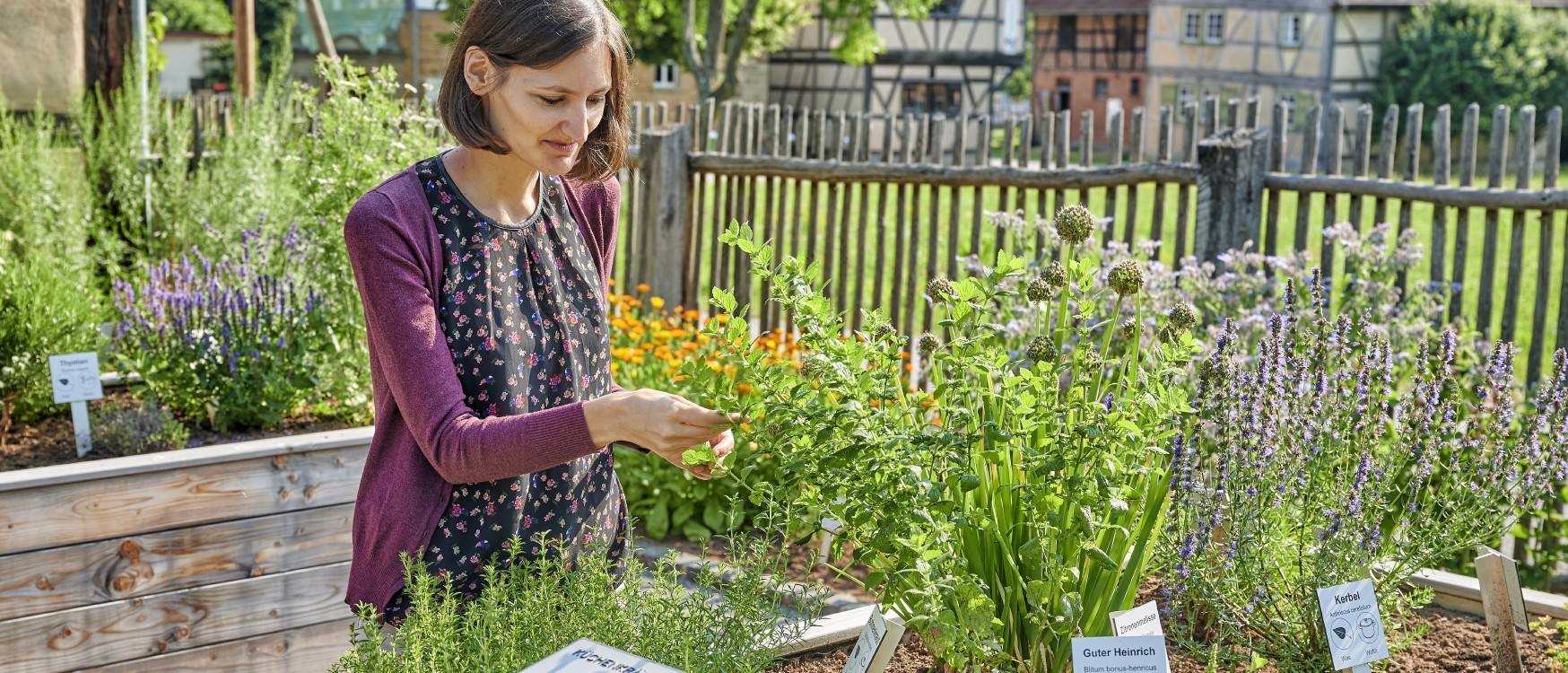 Frau bef&uuml;hlt Kr&auml;uter in einem Hochbeet