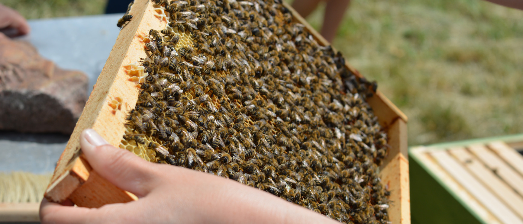 Bienen auf Wabe in R&auml;hmchen