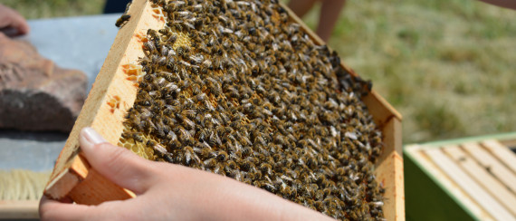 Bienen auf Wabe in R&auml;hmchen
