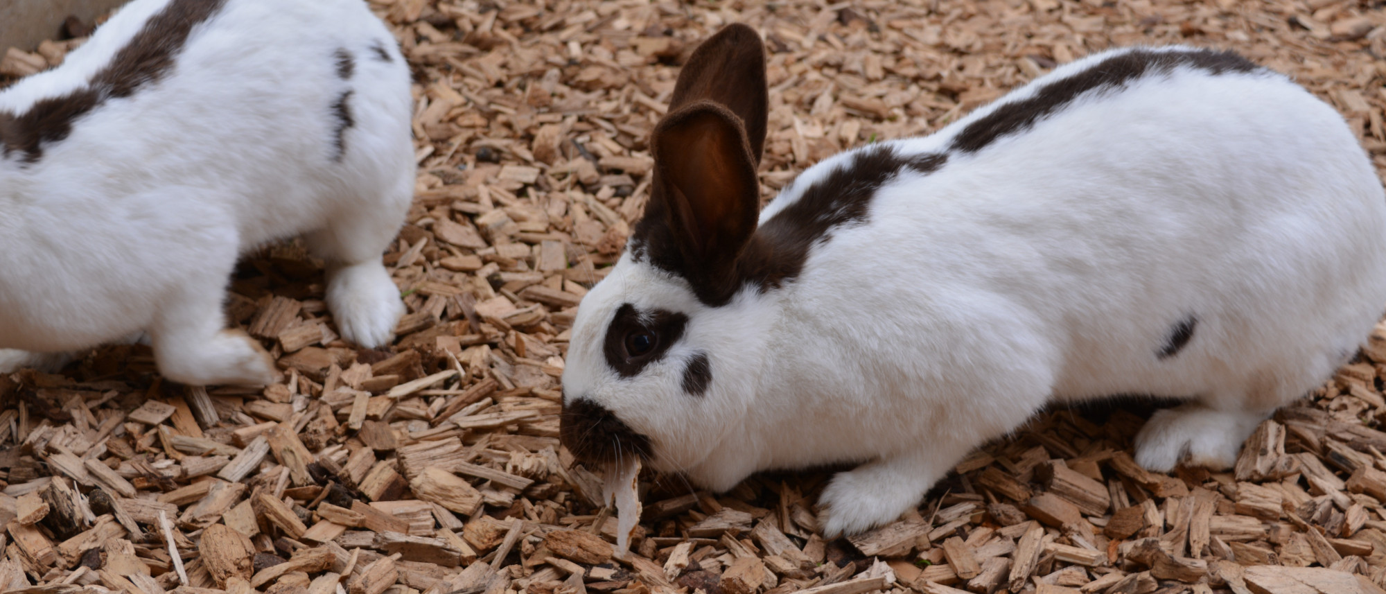 weiß-schwarz gefärbtes Kaninchen