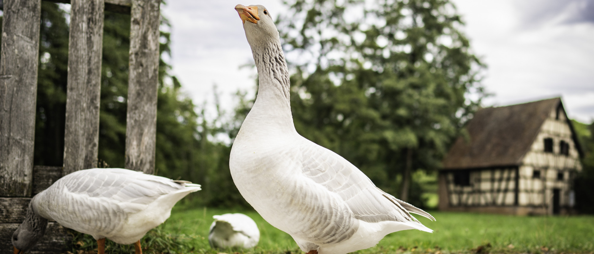 Drei wei&szlig;e G&auml;nse im Gel&auml;nde eines Freilandmuseums