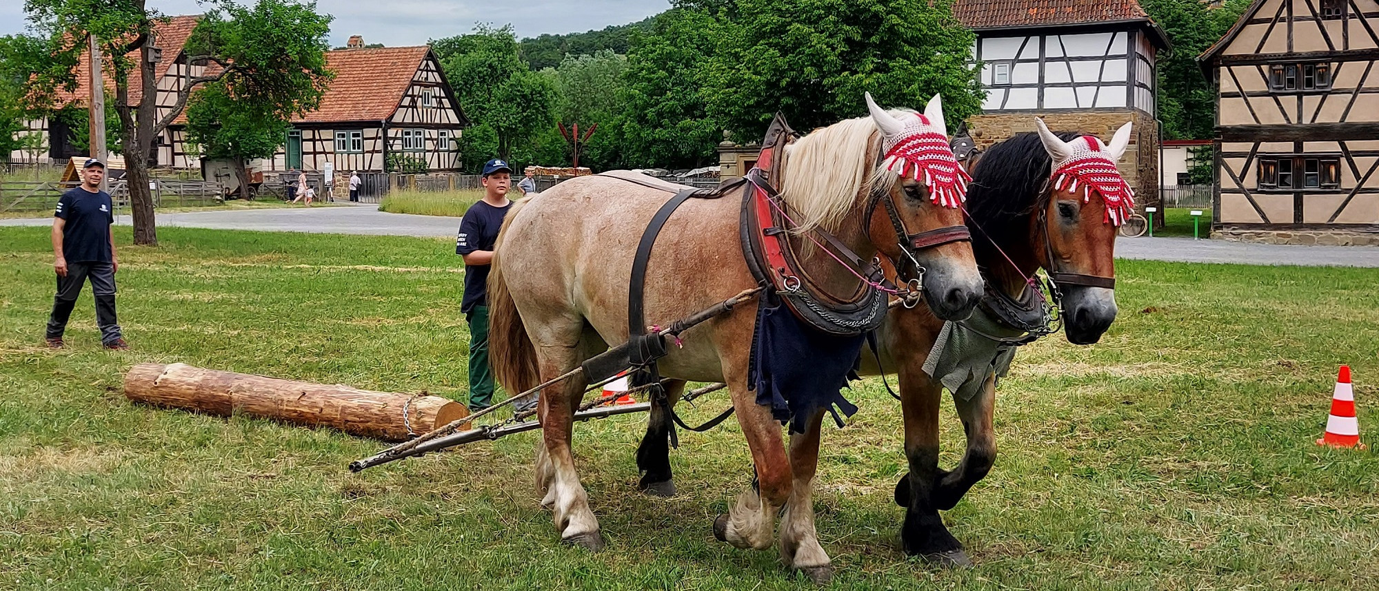 Zwei Pferde ziehen auf einer Wiese Baumstamm hinter sich her