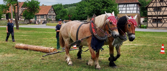Zwei Pferde ziehen auf einer Wiese Baumstamm hinter sich her
