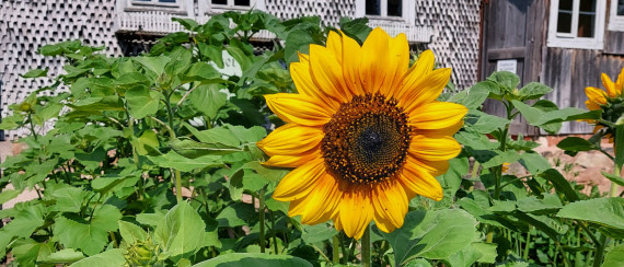 Sonnenblumenbl&uuml;te vor Geb&auml;ude