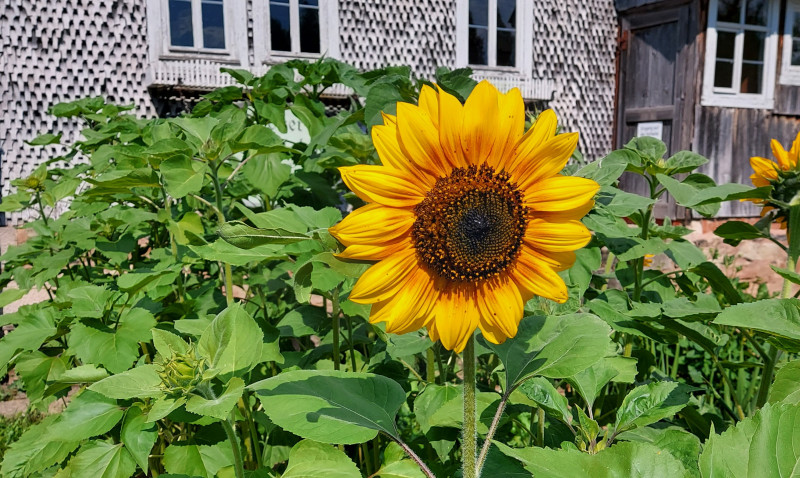 Sonnenblumenblüte vor Gebäude