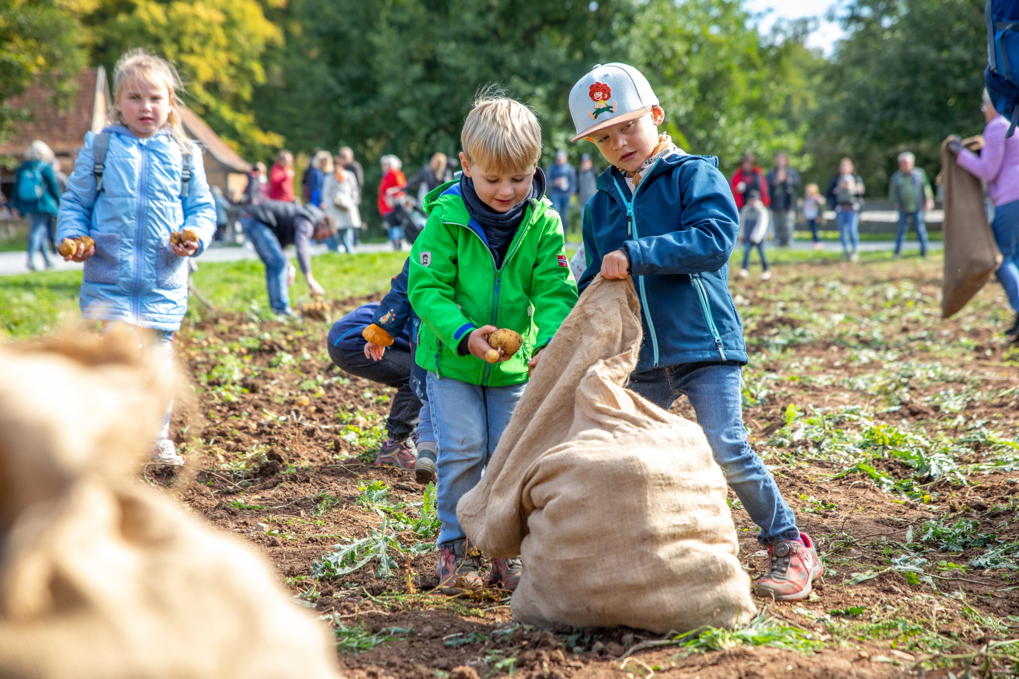 Kinder ernten Kartoffeln auf einem Feld und geben sie in einen Sack