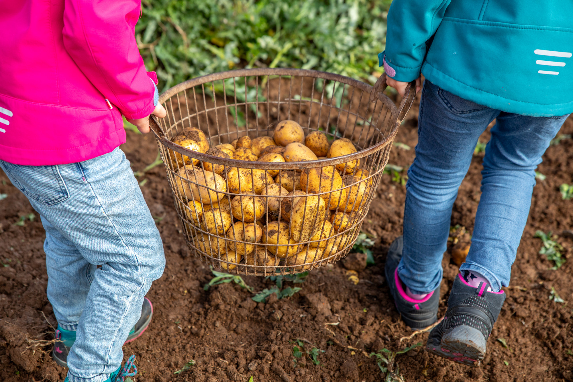 Zwei Kinder tragen einen Korb voller Kartoffeln
